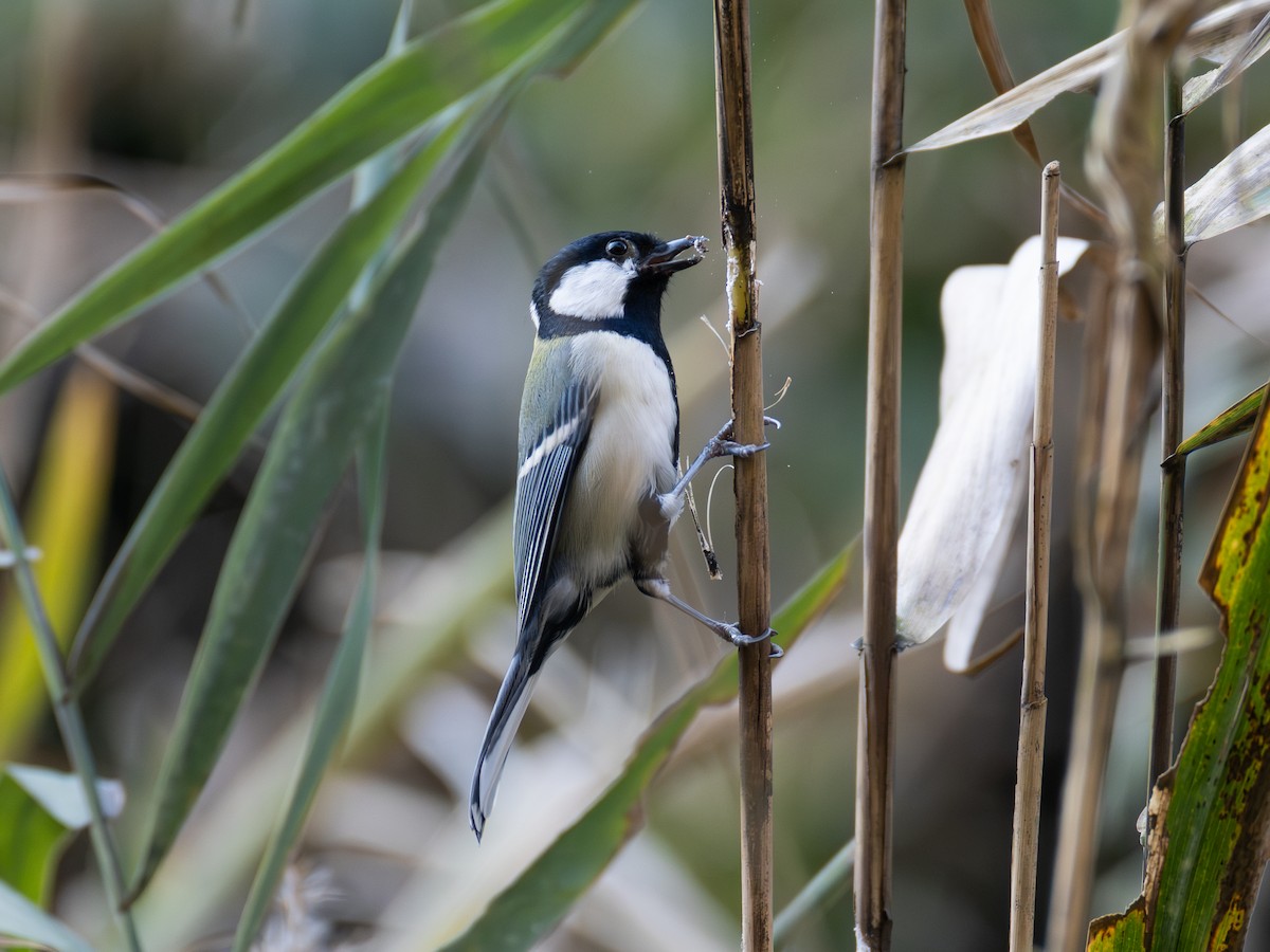 Asian Tit - ML645769772