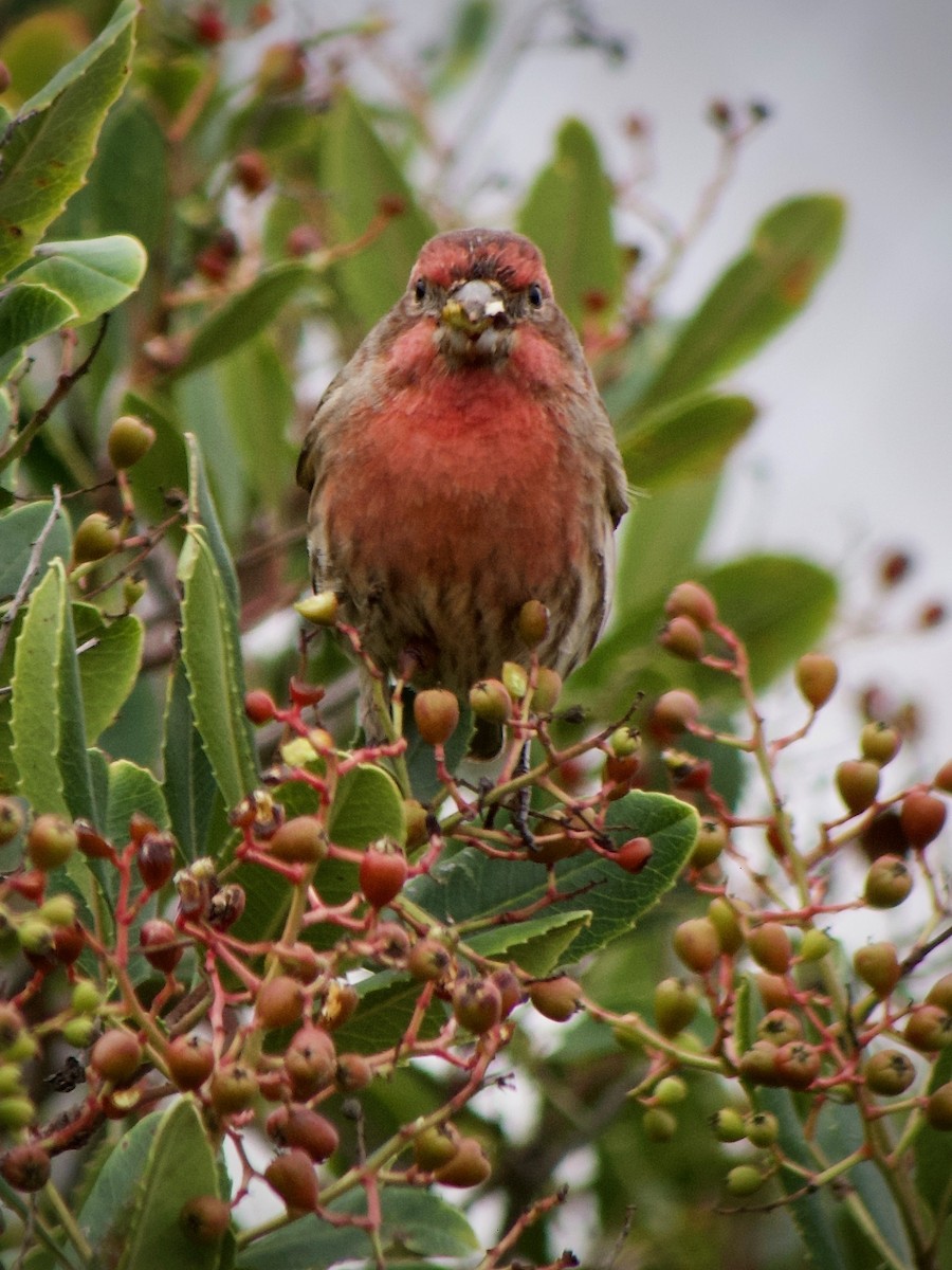 House Finch - ML645769773