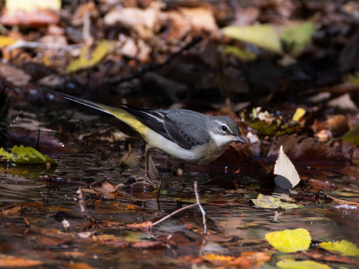 Gray Wagtail - ML645769775