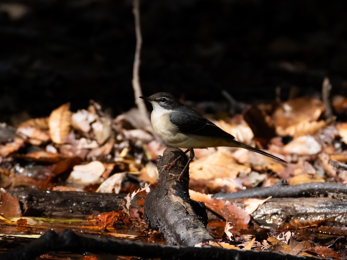 Gray Wagtail - ML645769776