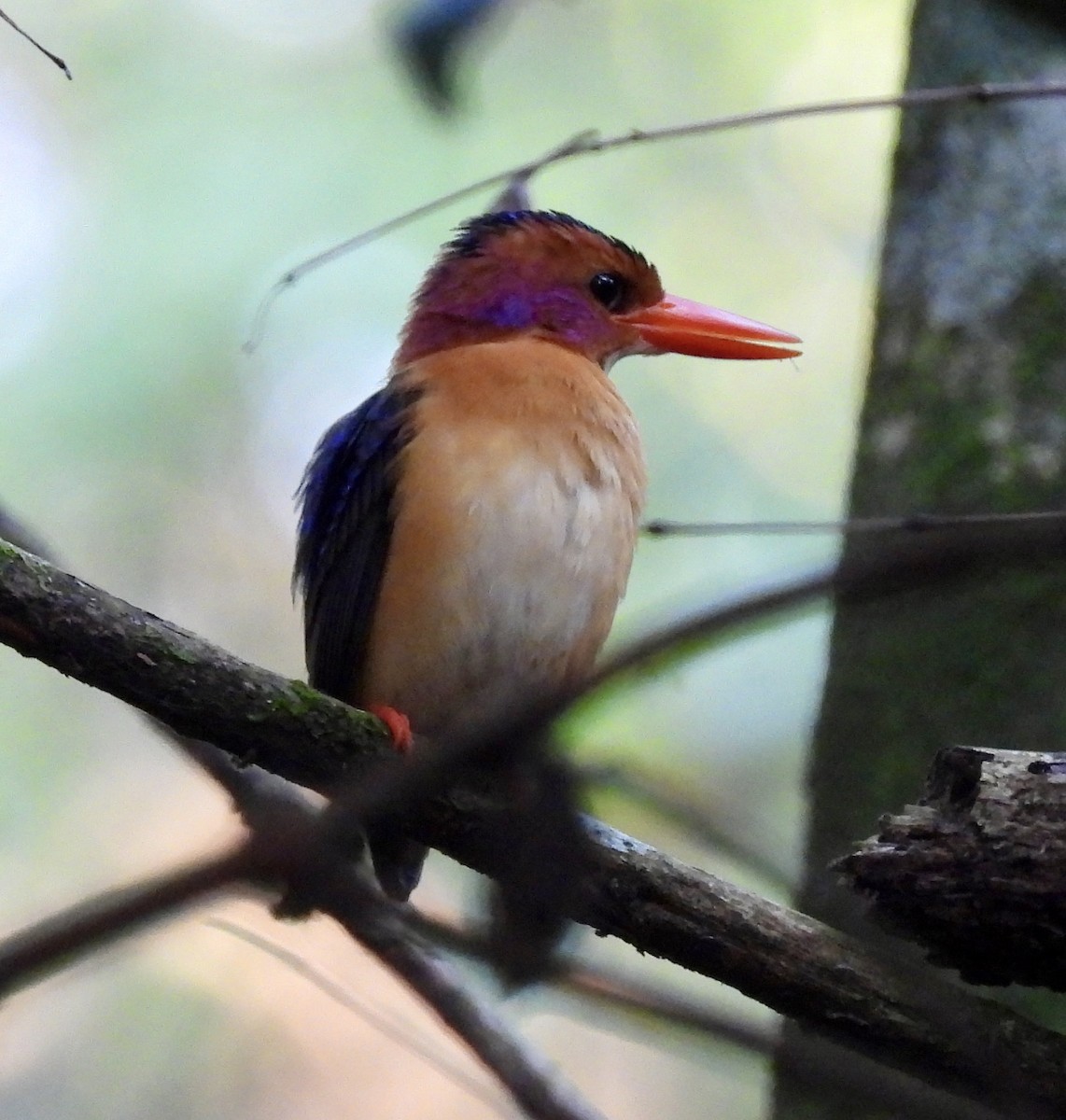 African Pygmy Kingfisher - ML645769779