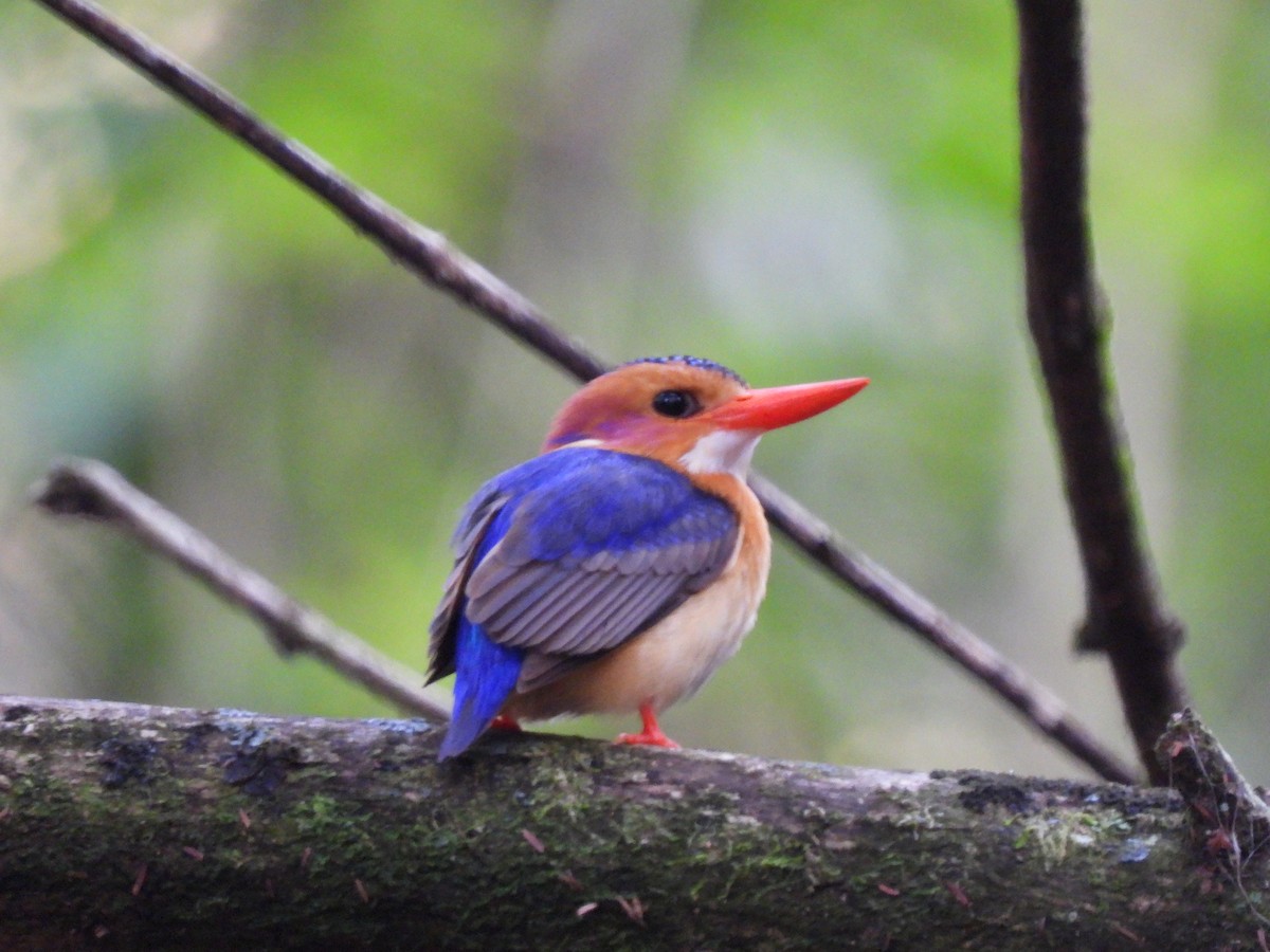 African Pygmy Kingfisher - ML645769780