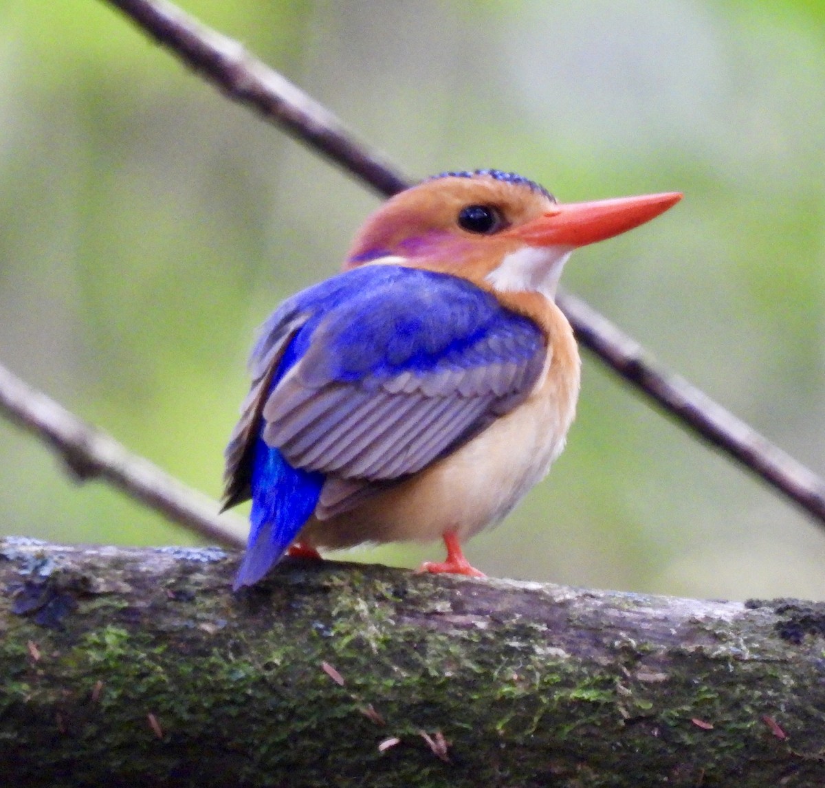 African Pygmy Kingfisher - ML645769781
