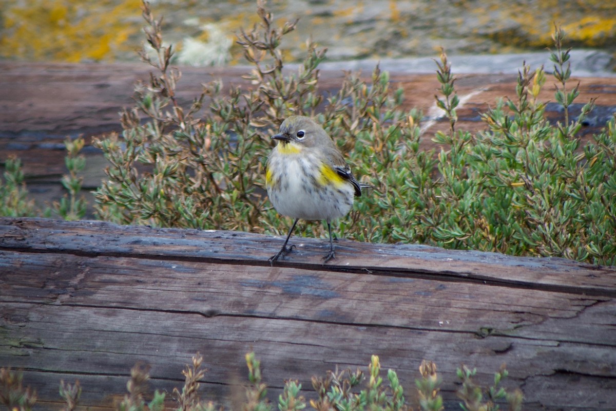 Yellow-rumped Warbler (Audubon's) - ML645769782
