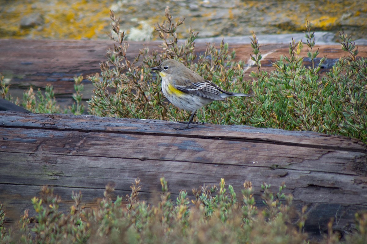 Yellow-rumped Warbler (Audubon's) - ML645769788