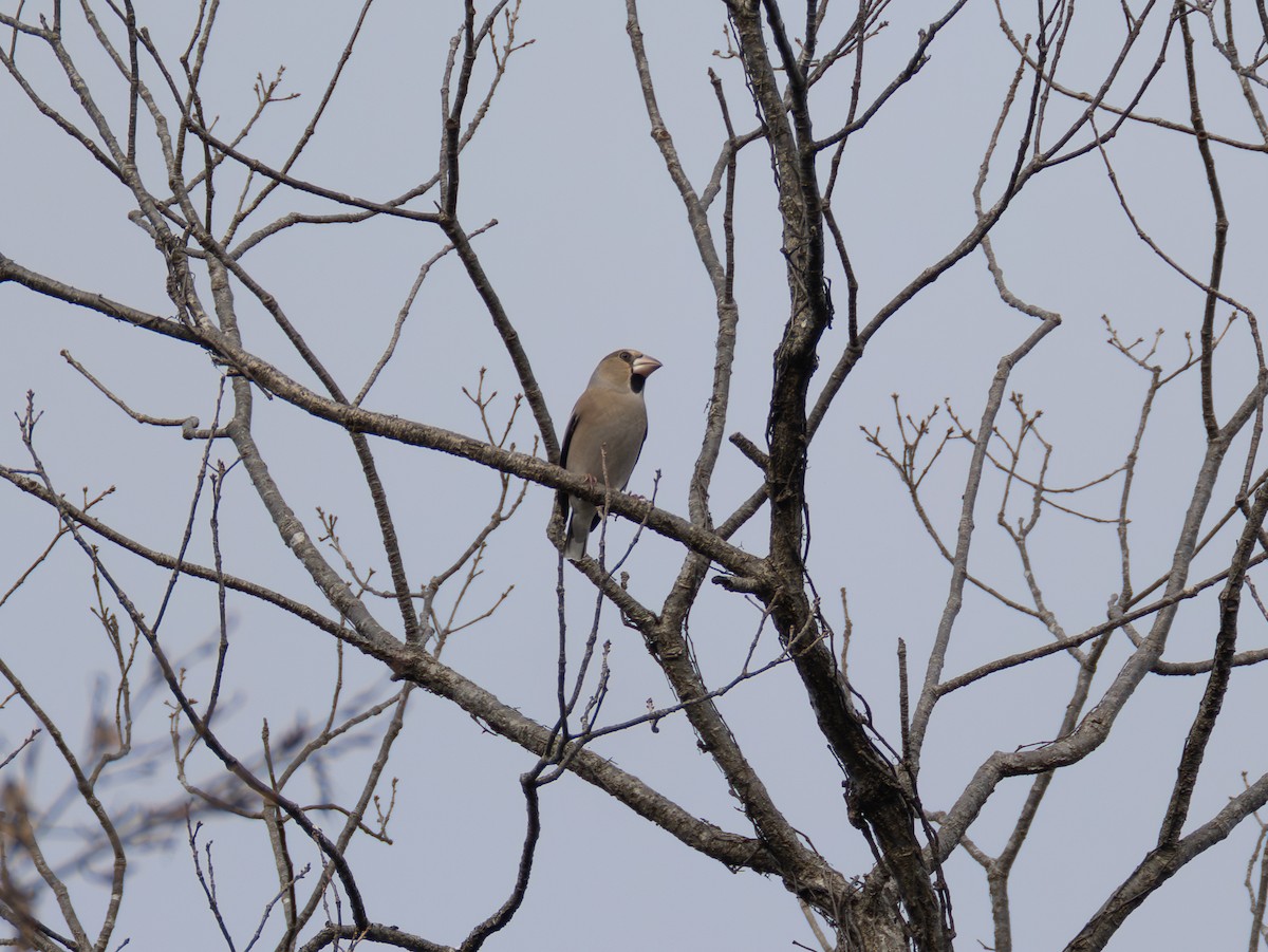Hawfinch - ML645769789