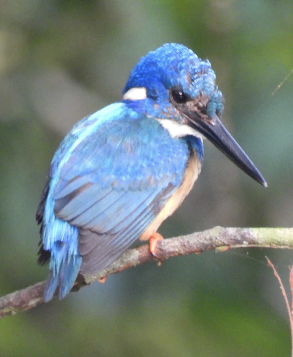 Half-collared Kingfisher - ML645769790
