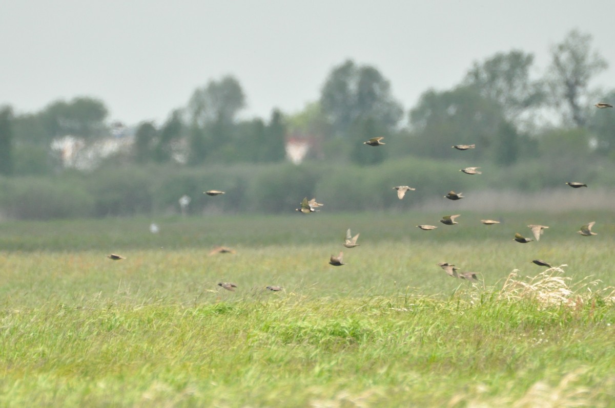 Rosy Starling - ML645769805