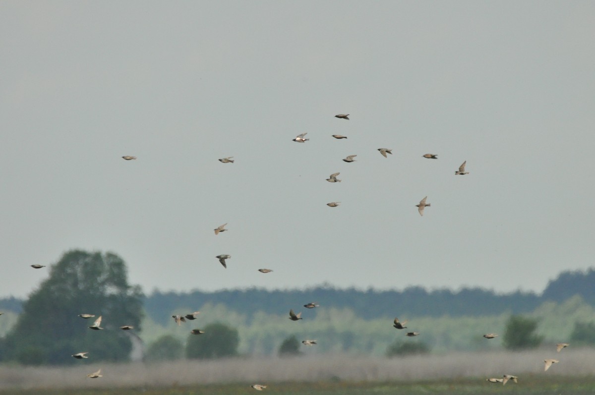 Rosy Starling - ML645769813