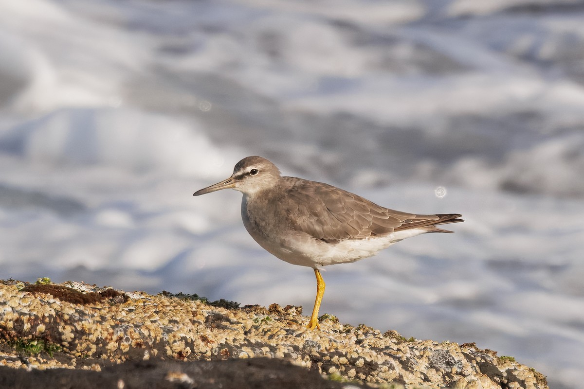 ביצנית אפורת-זנב - ML645769815