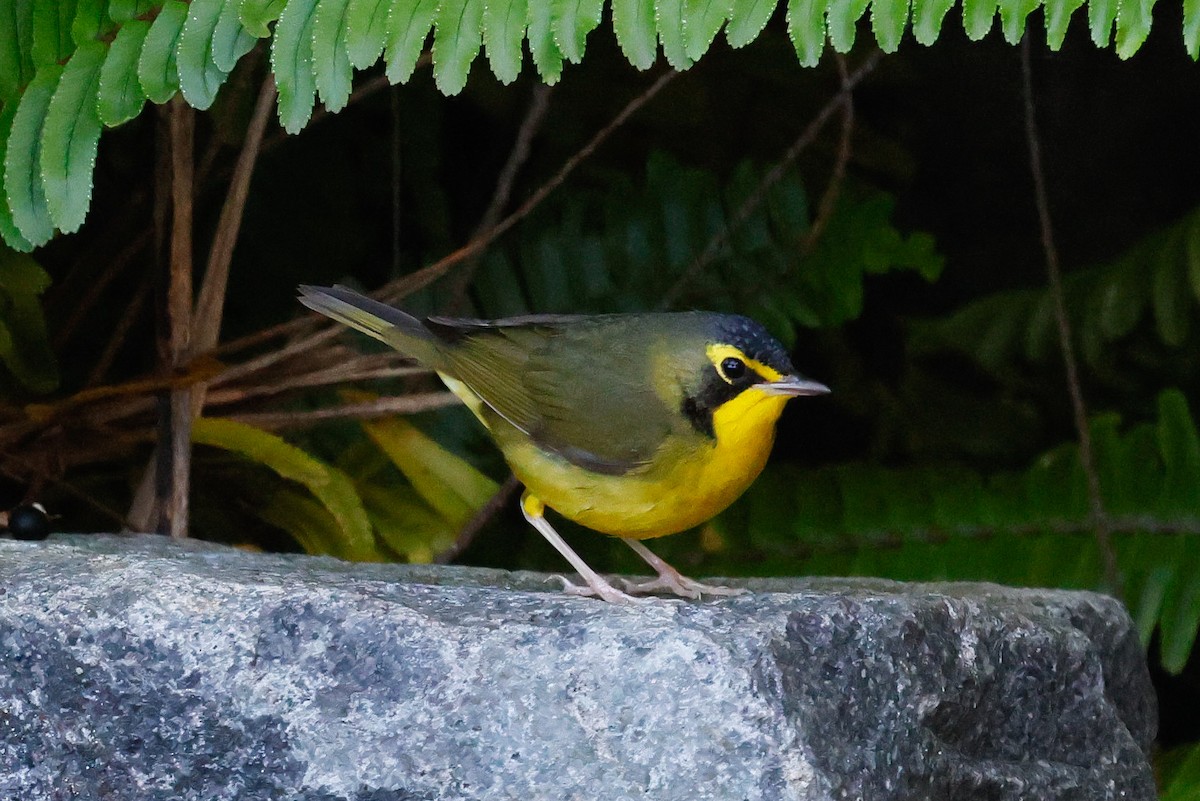 Reinita de Kentucky - ML645769827