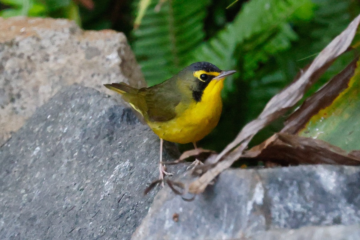 Reinita de Kentucky - ML645769828