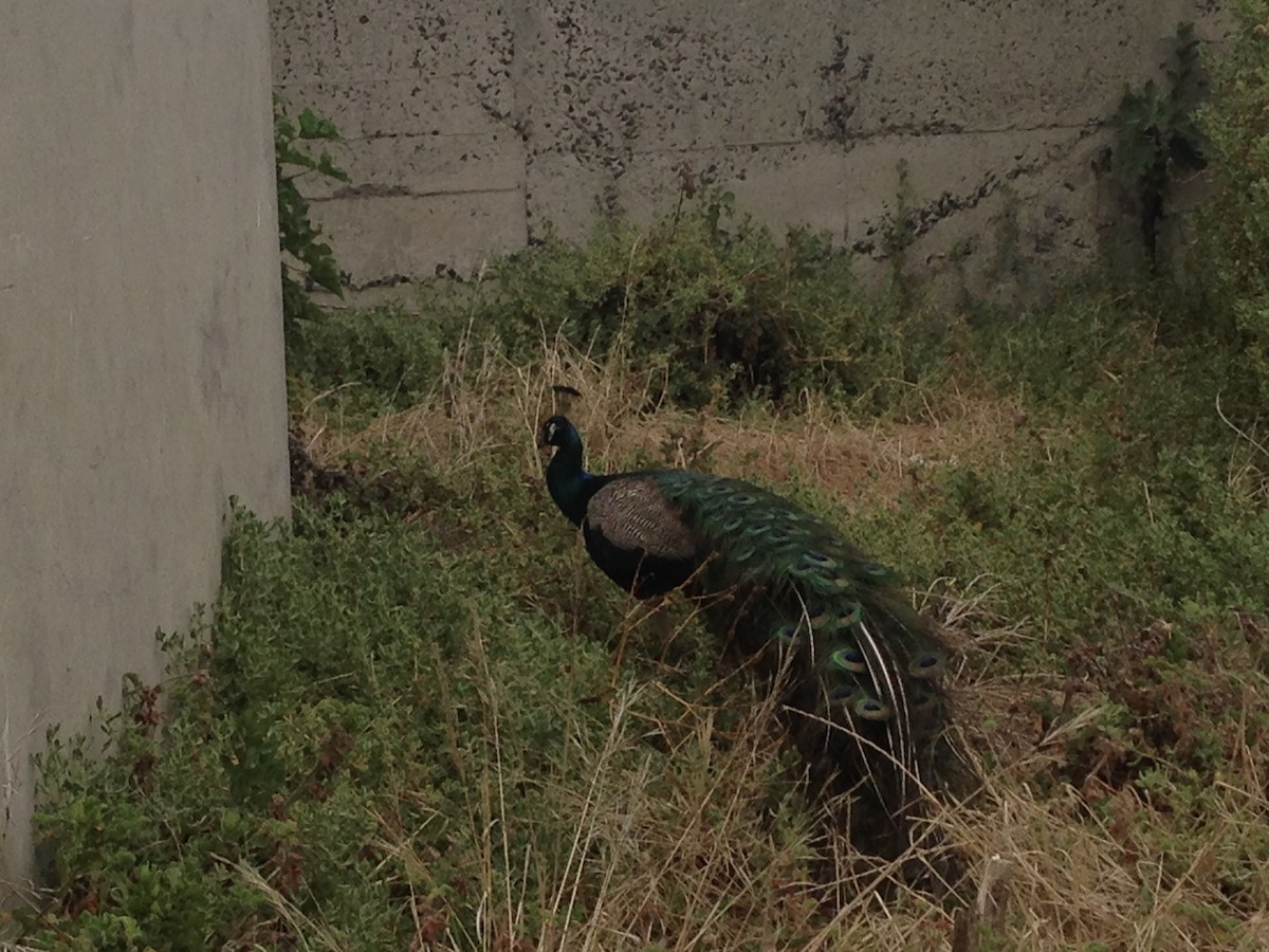 藍孔雀 - ML645769836