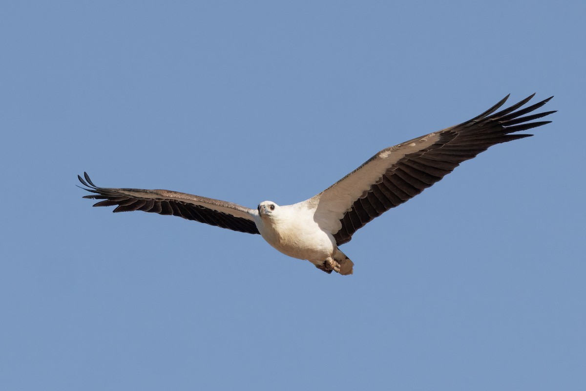 White-bellied Sea-Eagle - ML645769846