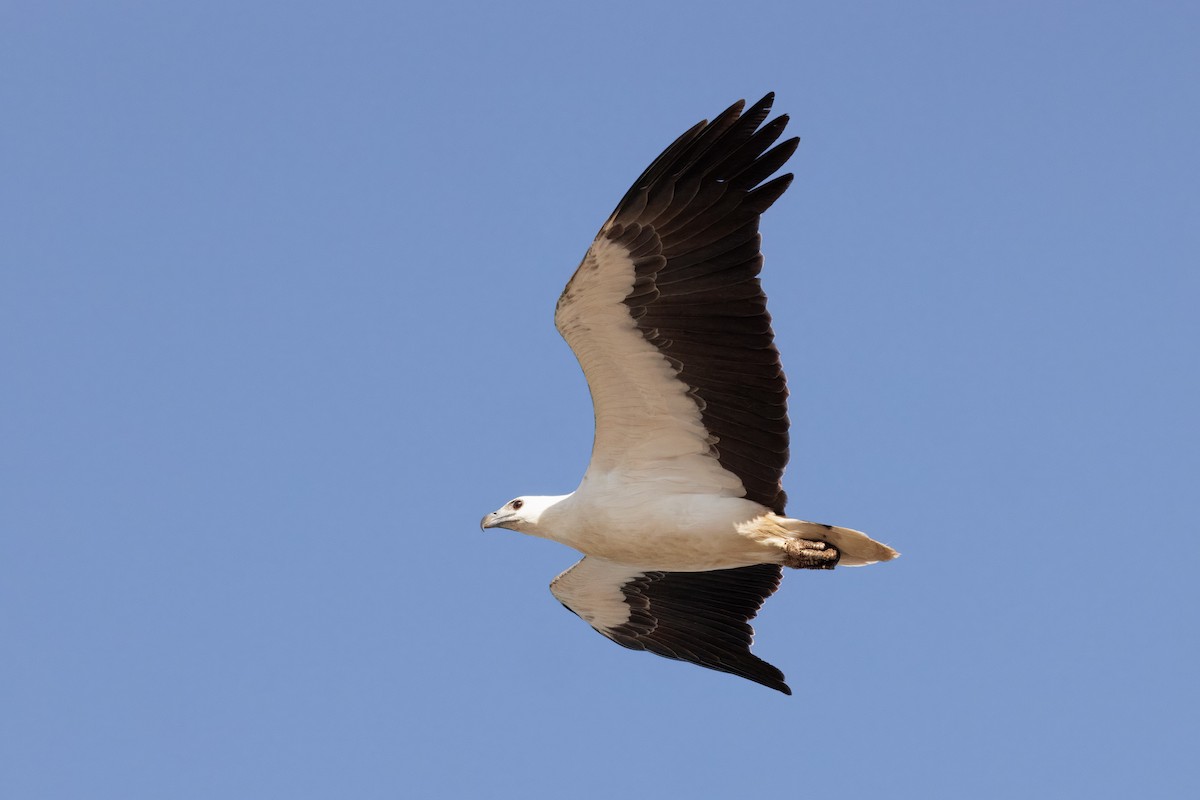 White-bellied Sea-Eagle - ML645769847