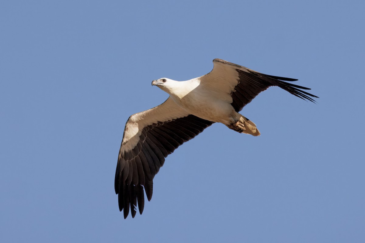 White-bellied Sea-Eagle - ML645769848