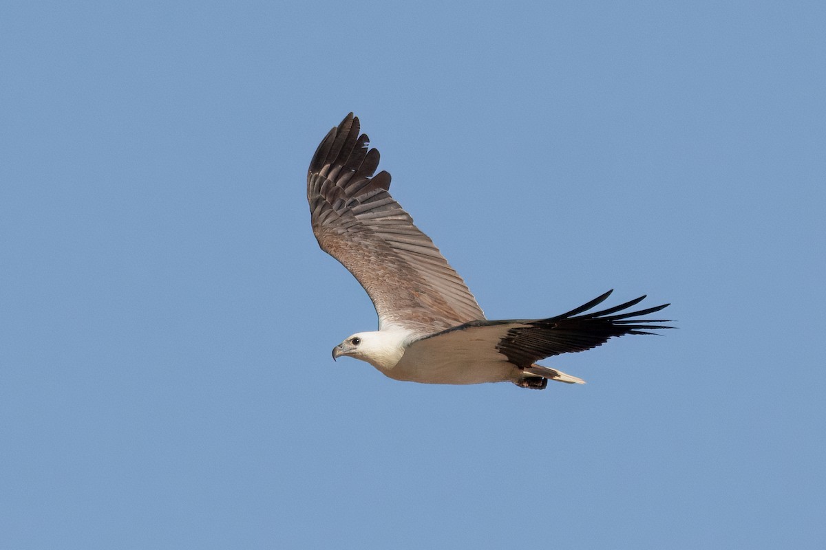 White-bellied Sea-Eagle - ML645769849