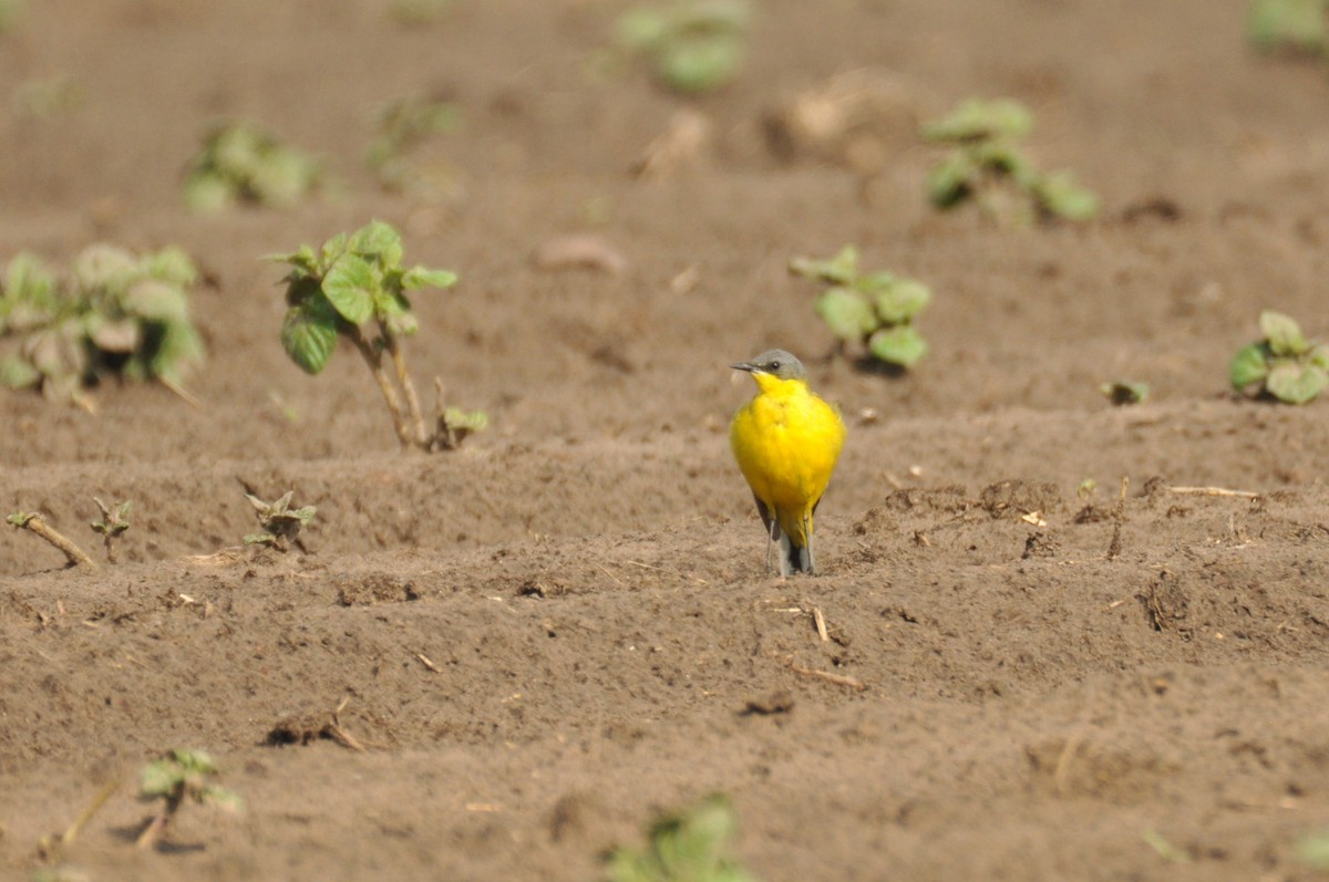 Western Yellow Wagtail (thunbergi) - ML645769876