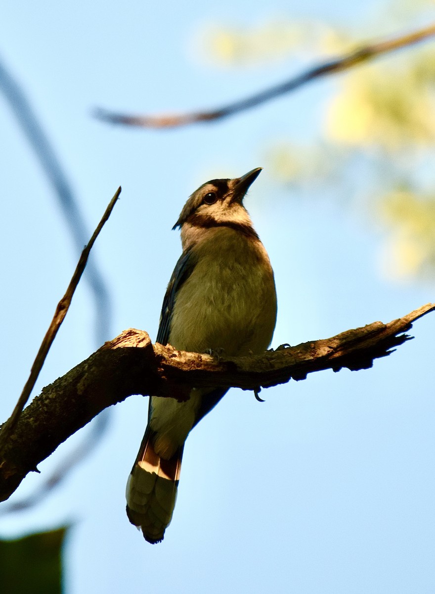 Blue Jay - ML645769889