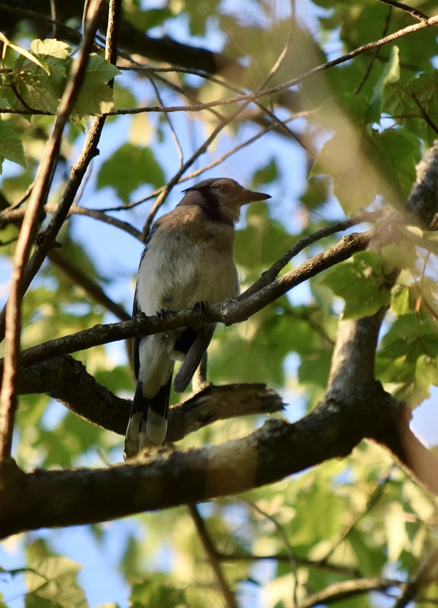 Blue Jay - ML645769890