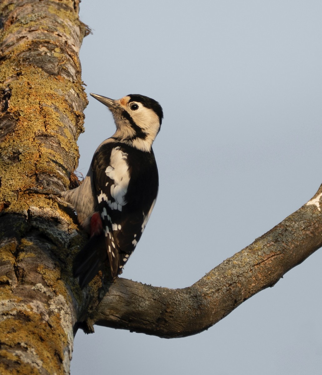 Syrian Woodpecker - ML645769903
