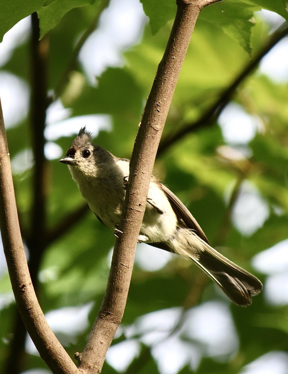 Синиця гострочуба - ML645769904