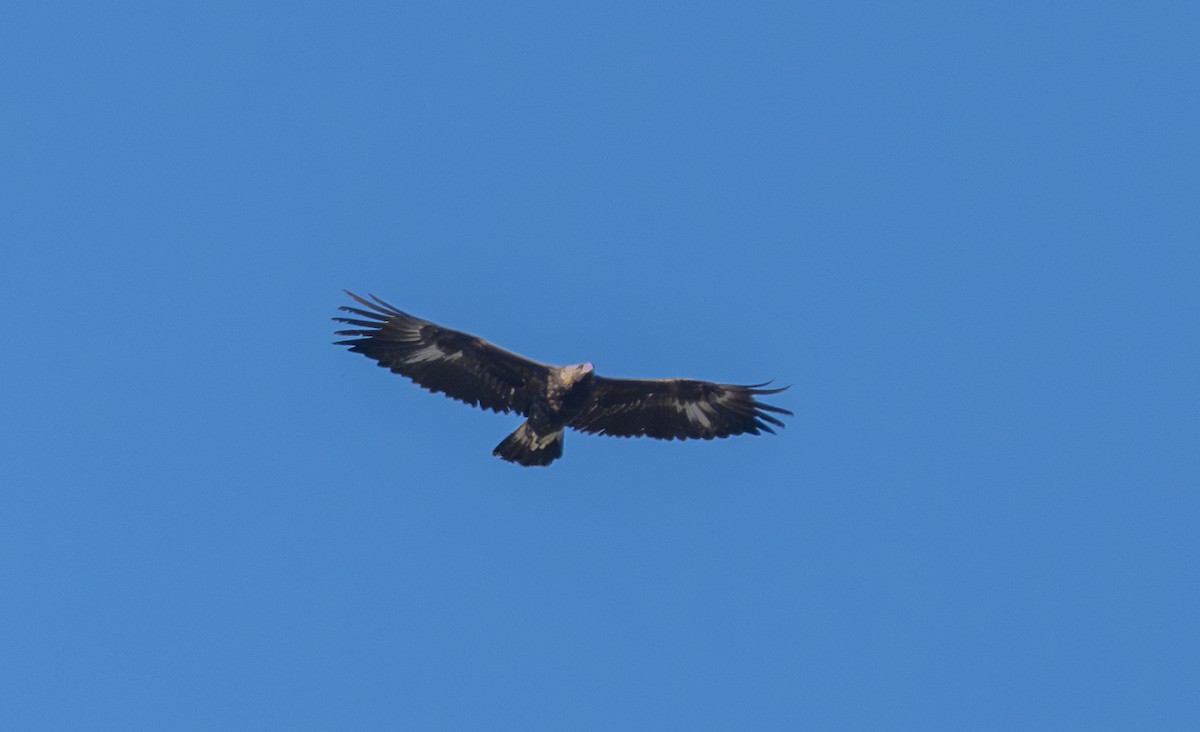 Golden Eagle - ML645769905