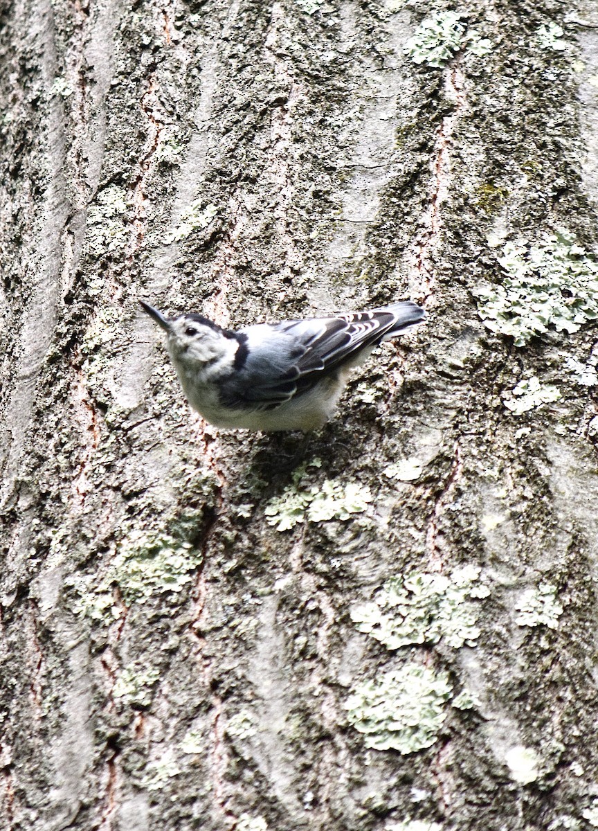 Повзик каролінський (підвид carolinensis) - ML645769908