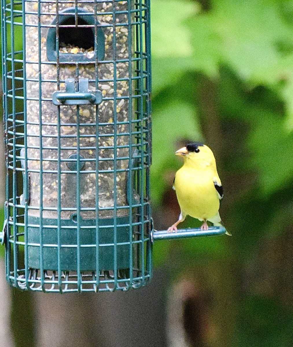 Чиж золотий - ML645769915