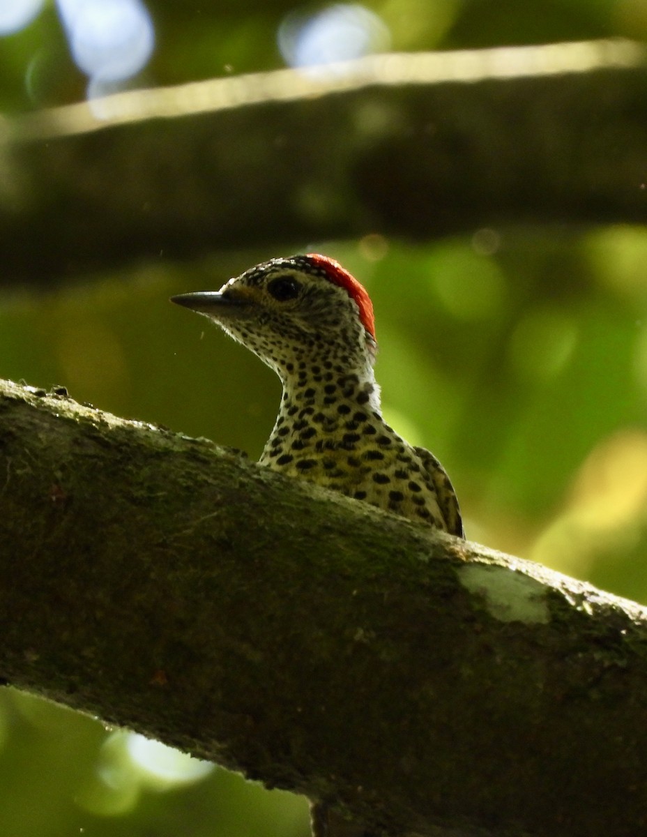 datel čabrakový - ML645769918