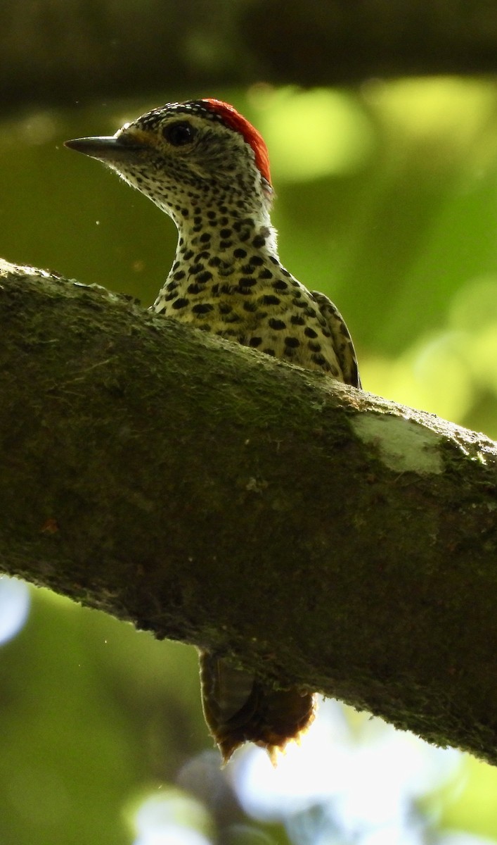 datel čabrakový - ML645769919