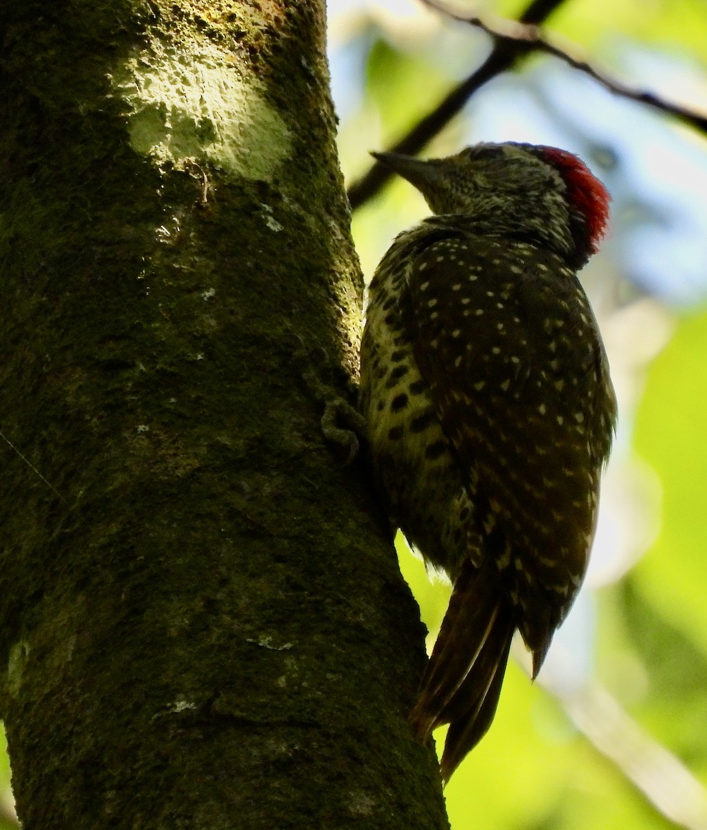 datel čabrakový - ML645769920