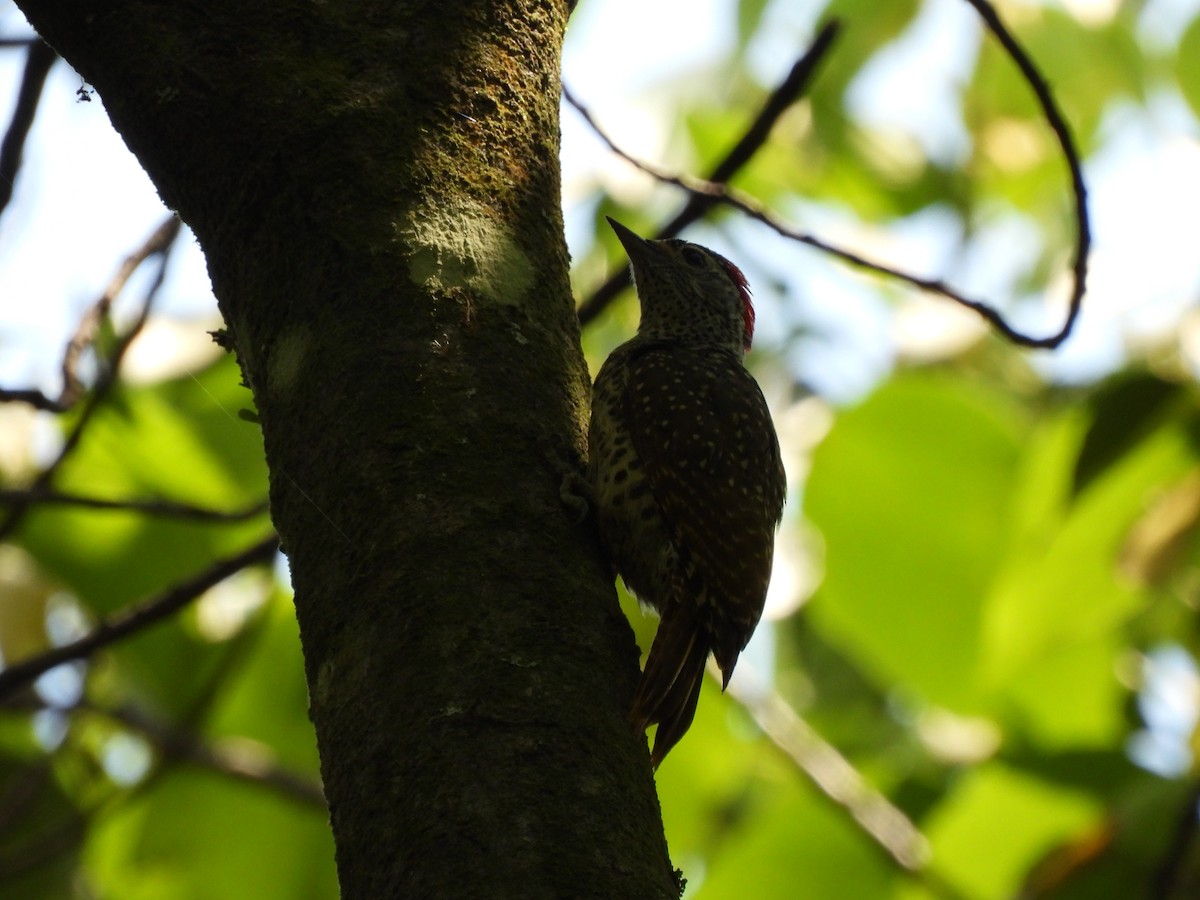 datel čabrakový - ML645769921