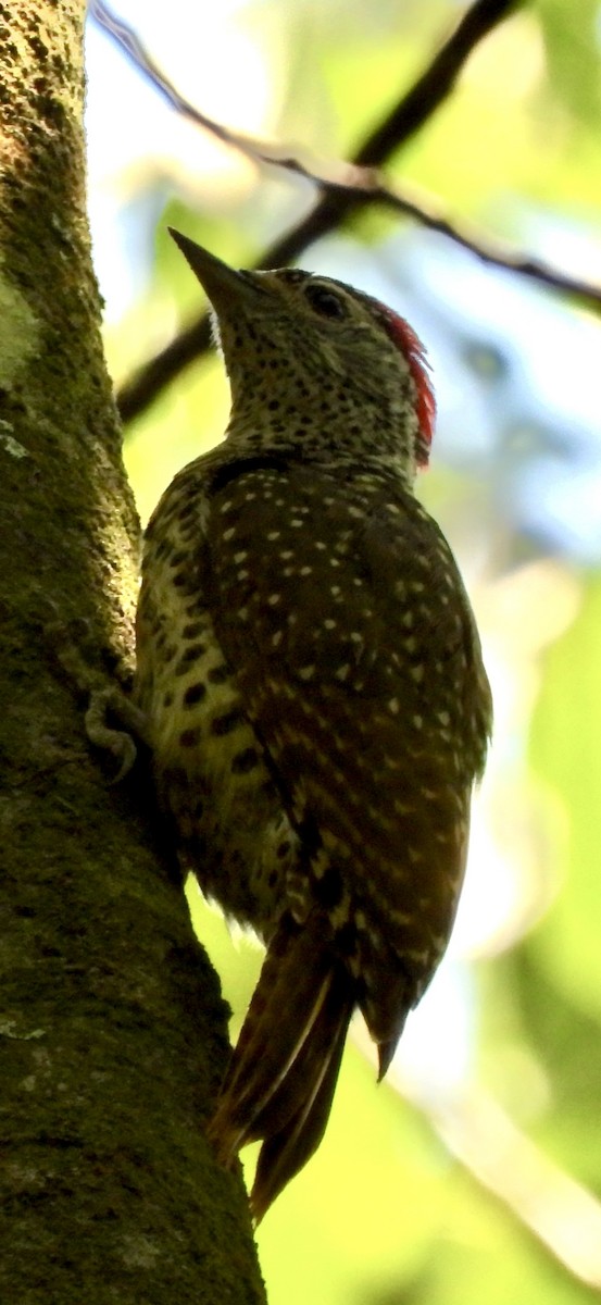 datel čabrakový - ML645769922