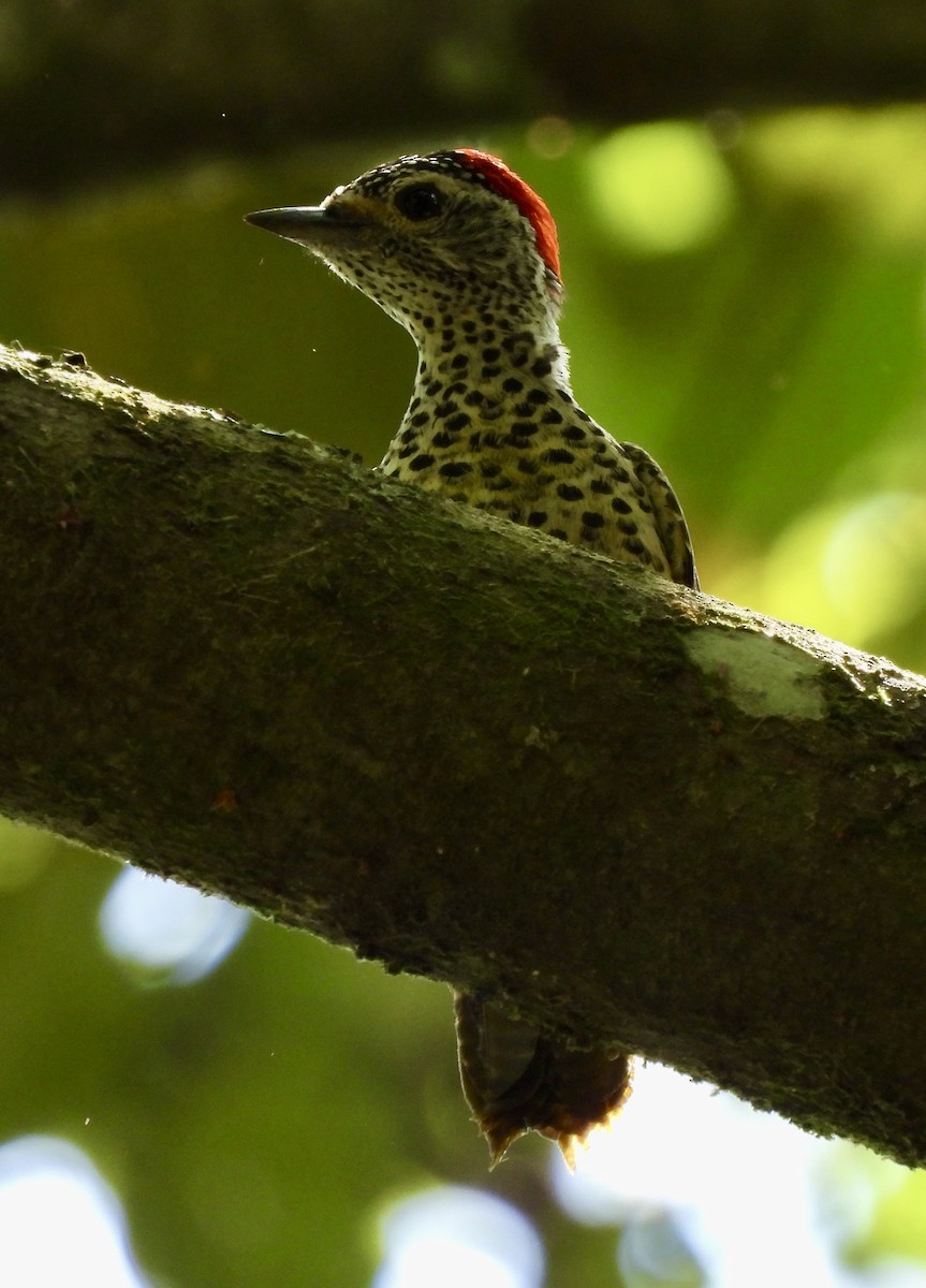 datel čabrakový - ML645769923