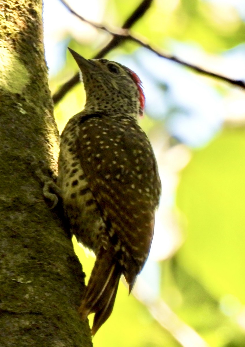 datel čabrakový - ML645769924