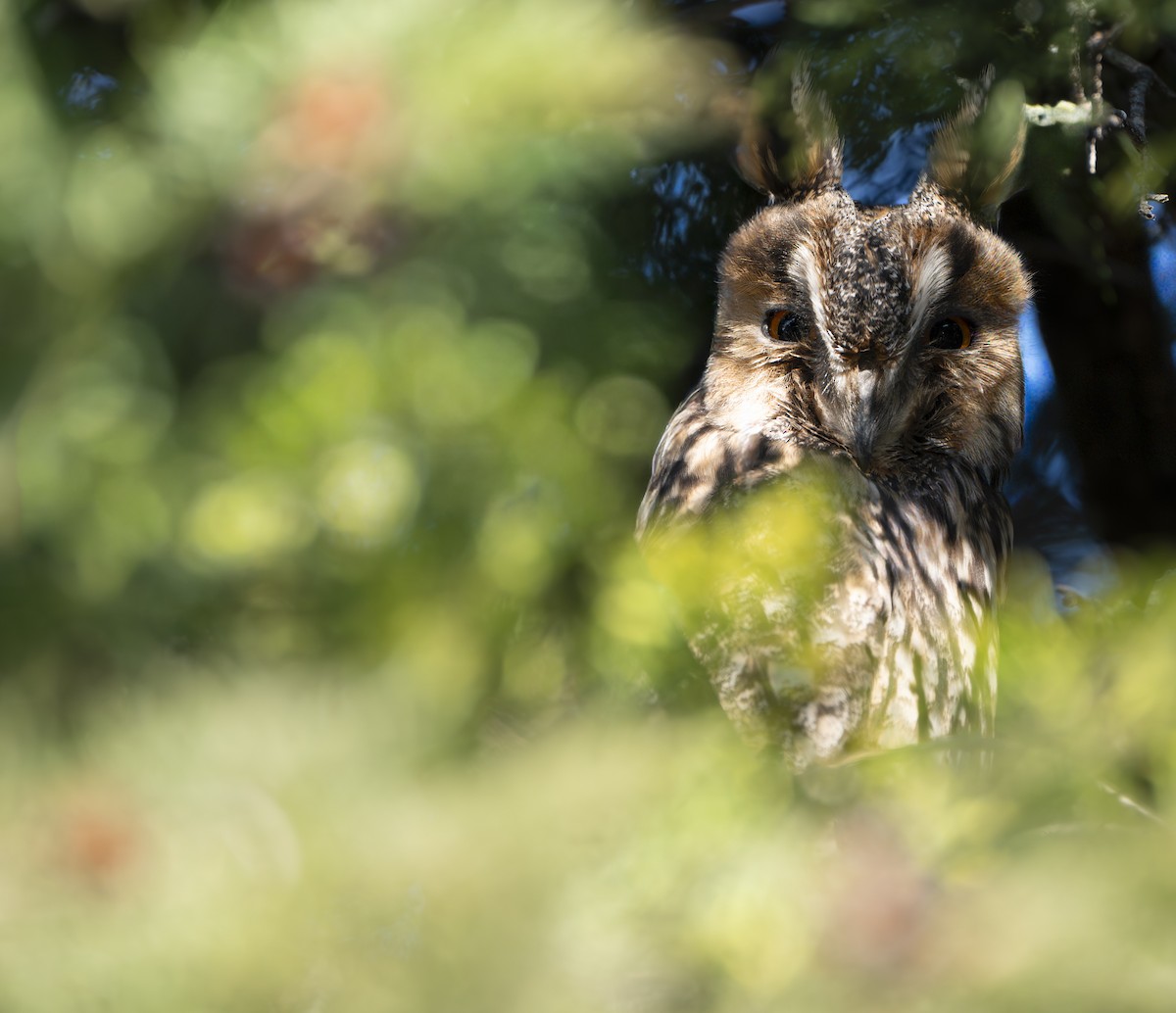 Long-eared Owl - ML645769925