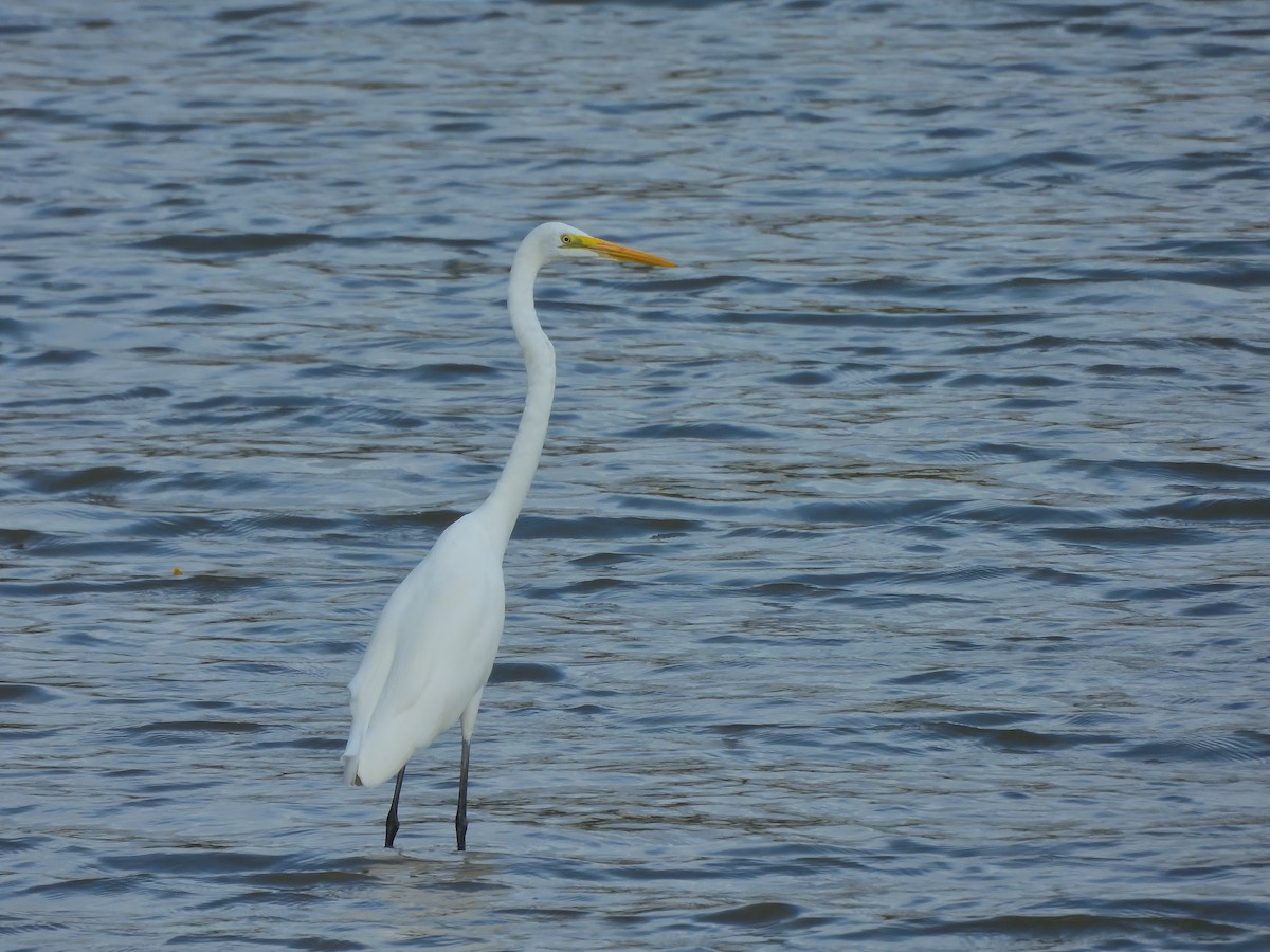 Garceta Grande - ML645769933