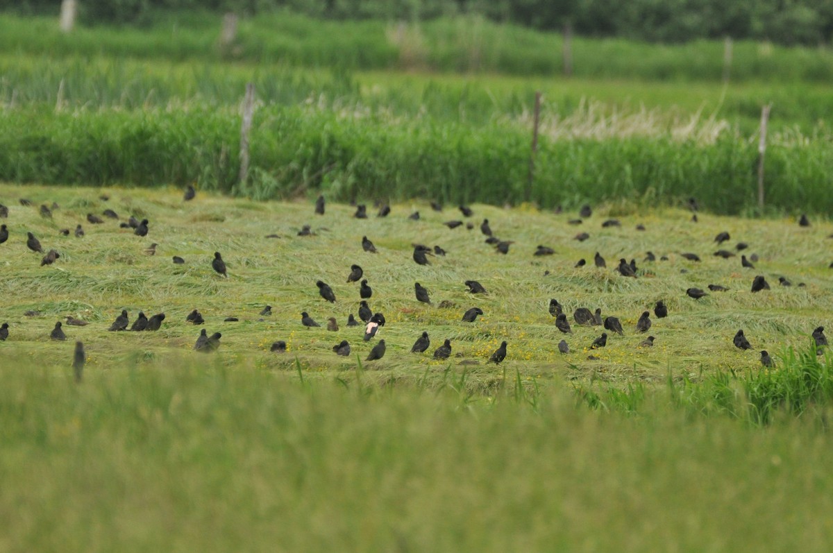 Rosy Starling - ML645769940