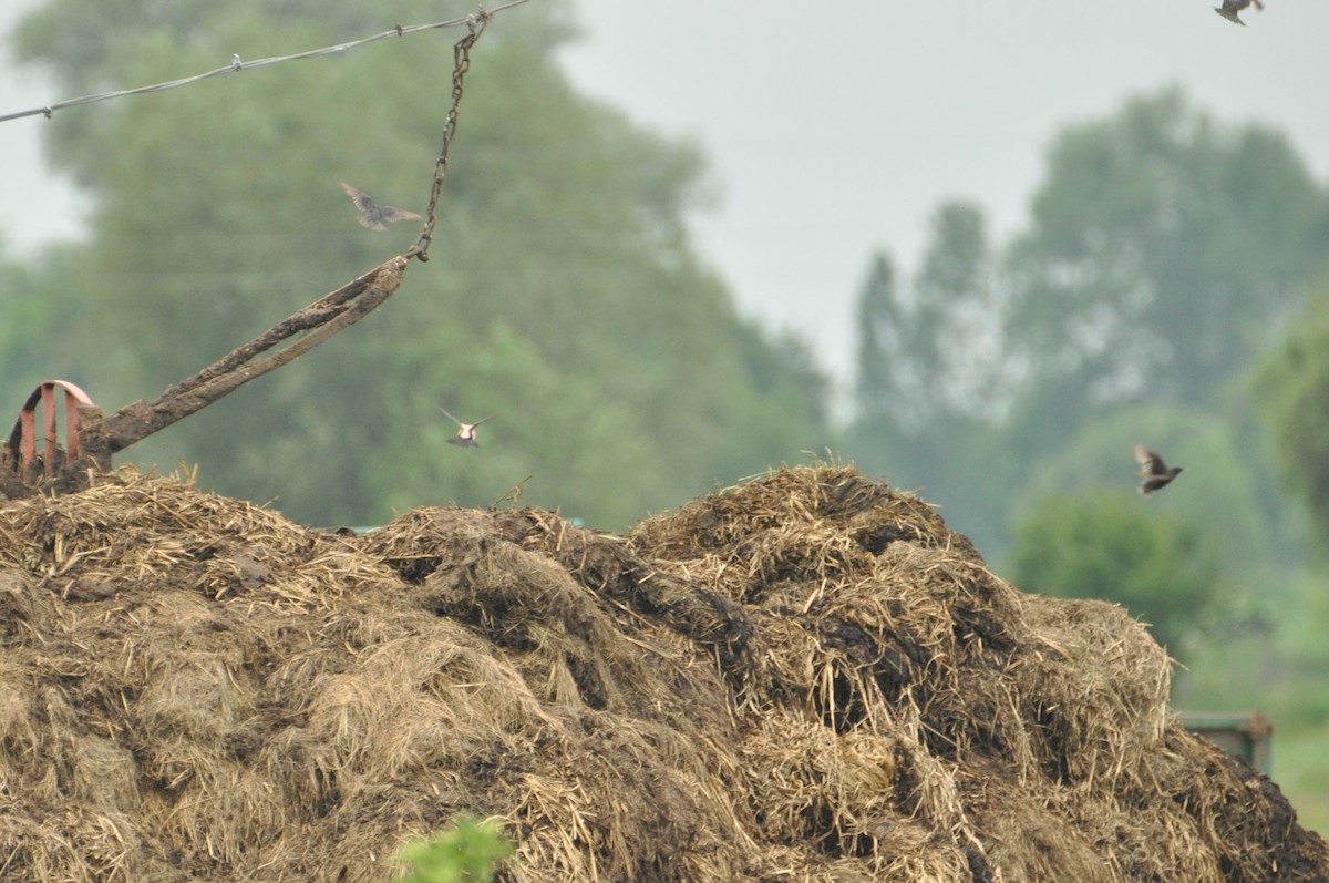 Rosy Starling - ML645769941