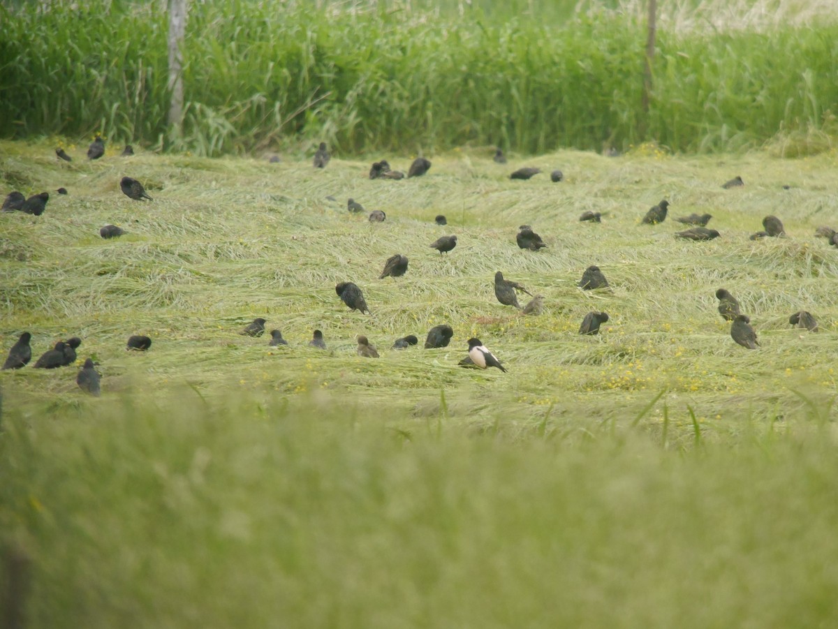 Rosy Starling - ML645769943