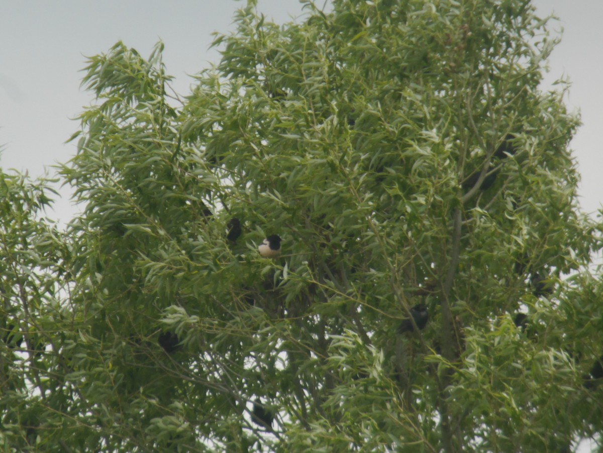 Rosy Starling - ML645769945