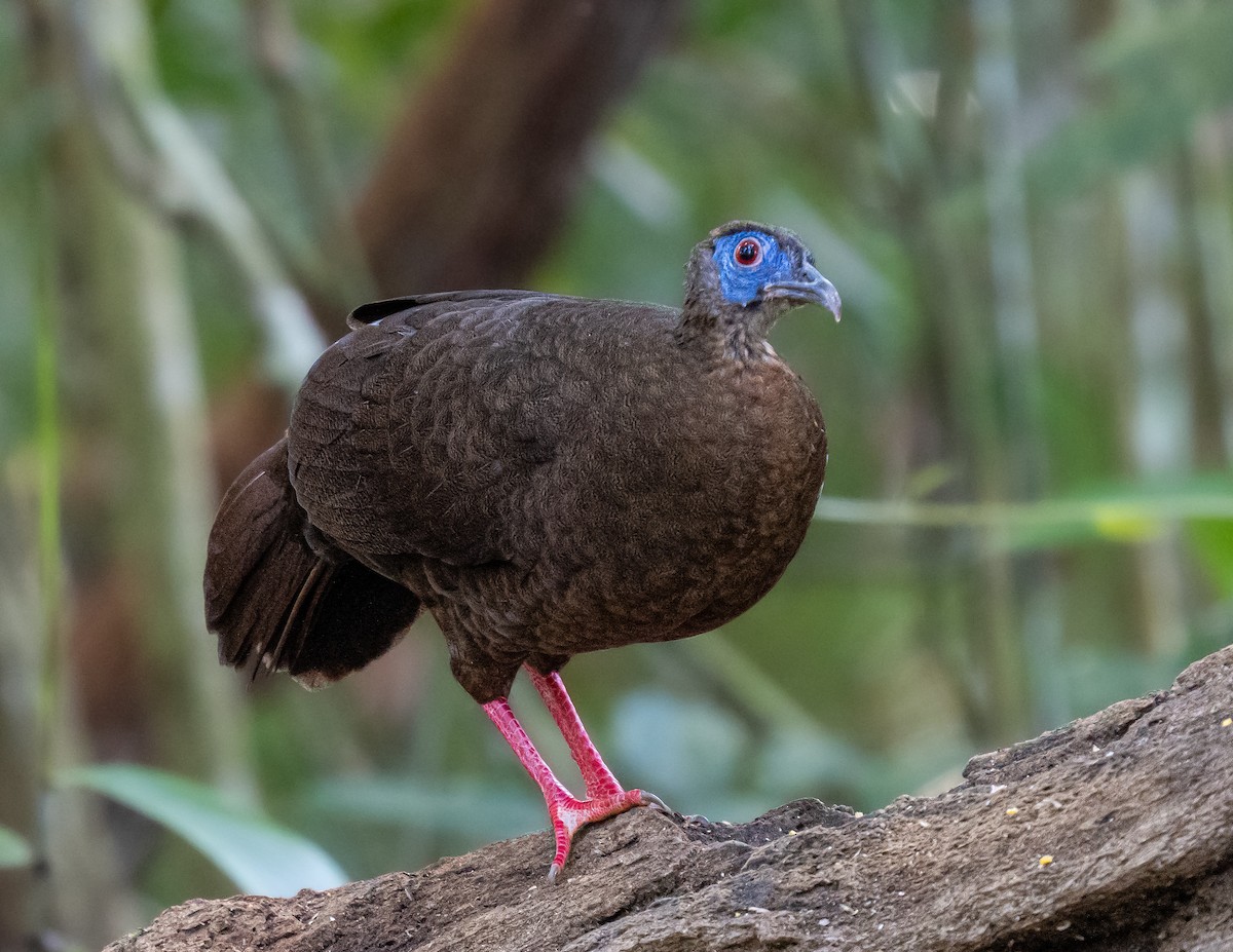 Bulwer's Pheasant - ML645769949