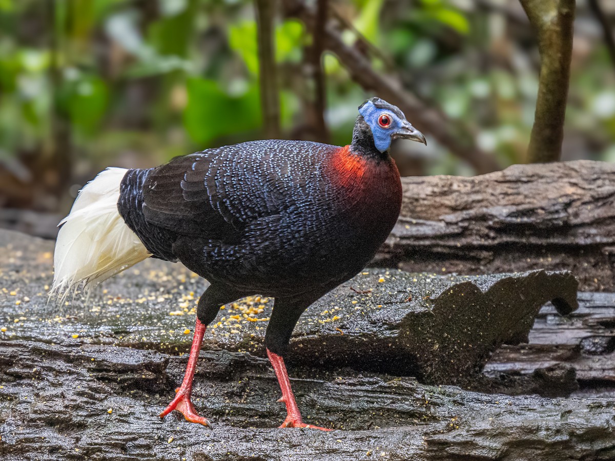 Bulwer's Pheasant - ML645769950
