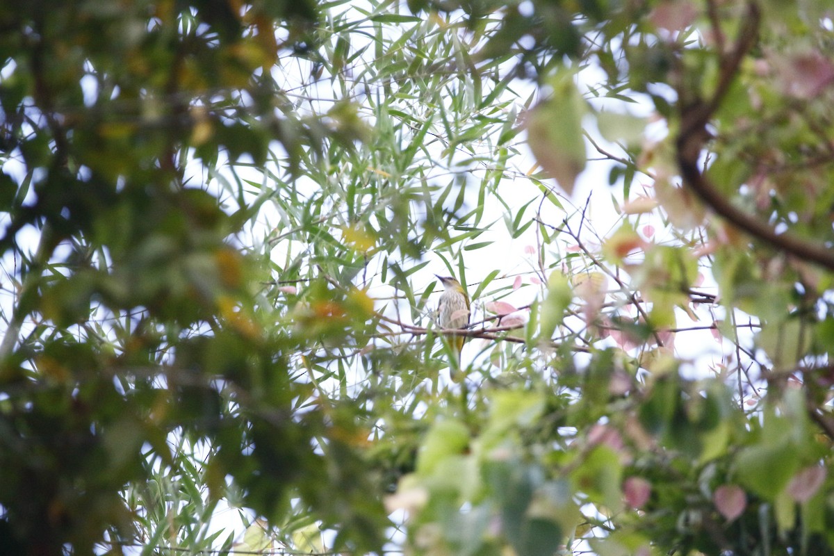 Indian Golden Oriole - ML645769953