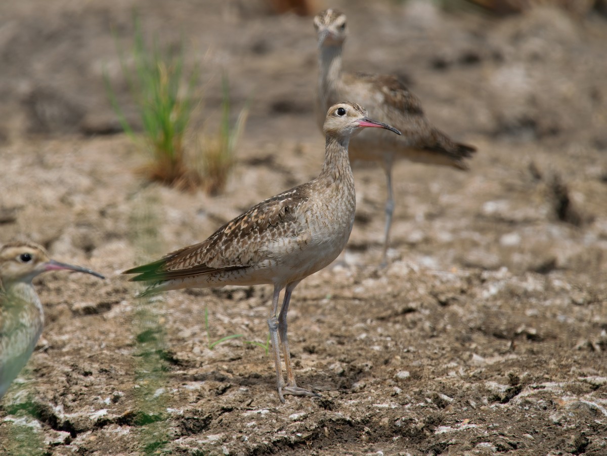 コシャクシギ - ML645769956