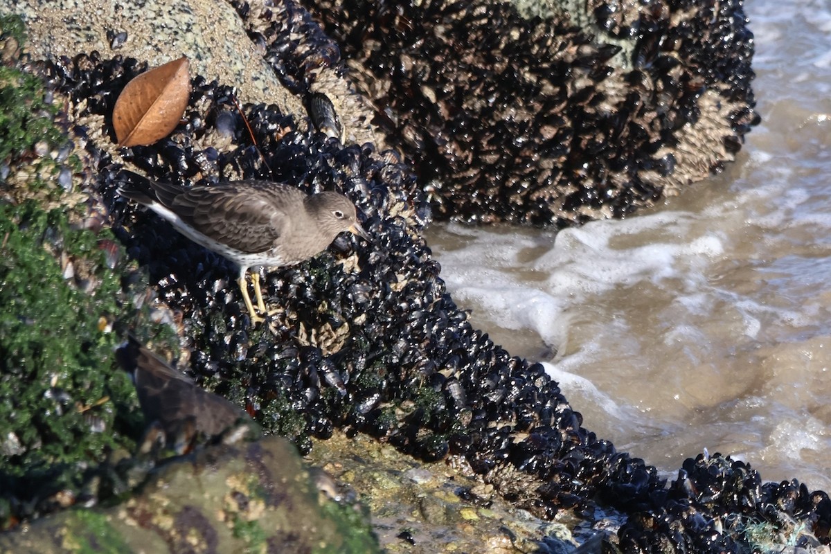 Surfbird - ML645769961