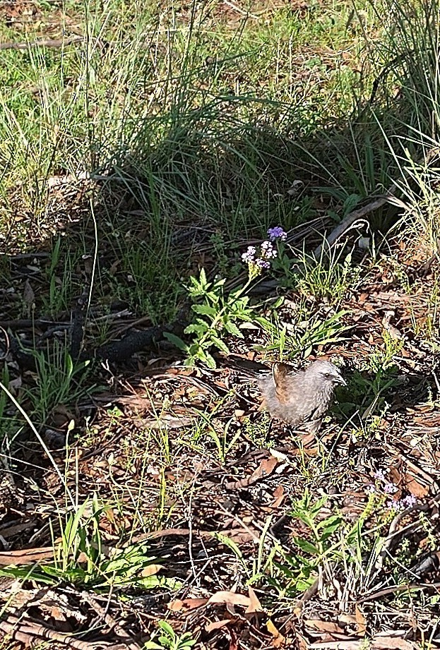 ハイイロツチスドリ - ML645769978