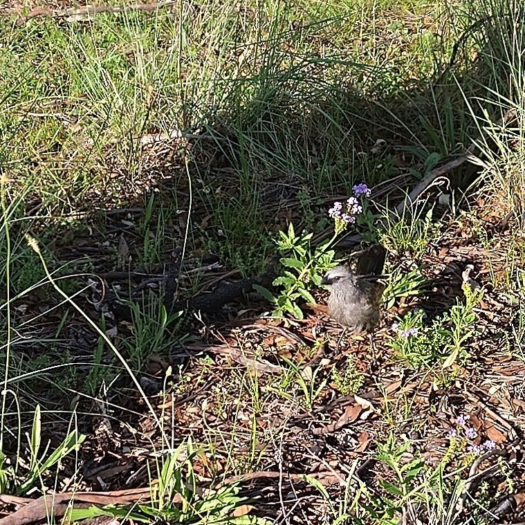 ハイイロツチスドリ - ML645769979