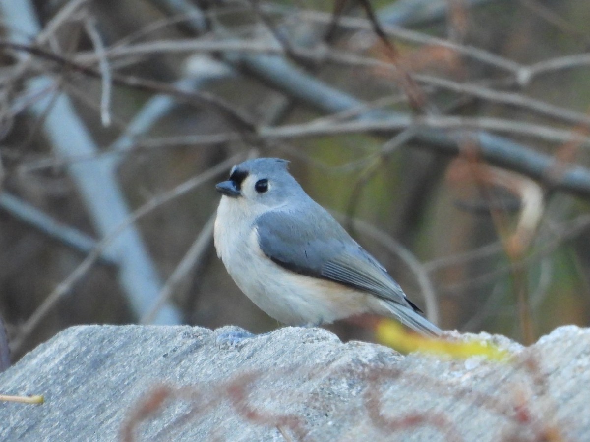 エボシガラ - ML645769980